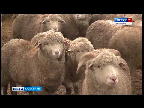 Вести «Калмыкия»: вечерний выпуск 09.02.2018