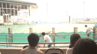 preview picture of video 'のとじま水族館 イルカショー 130810'