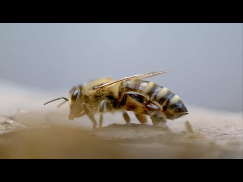 Mérgezett Föld | előzetes