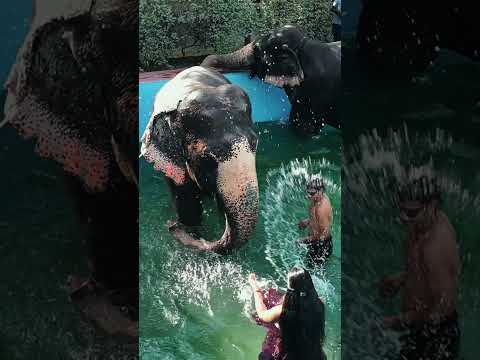 EleJungle video reel