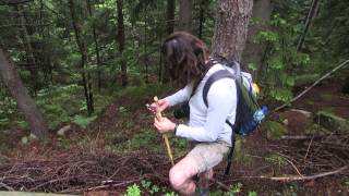 preview picture of video 'Mushroom hunting in the Carpathian Mountains'