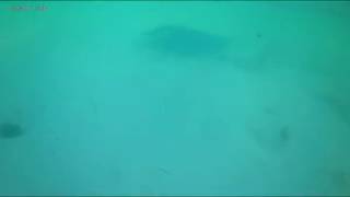 preview picture of video 'Stringray Encounter on Acklins, Bahamas'