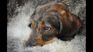 In Erinnerung an meinen Dackel Pelle, Nena - Wandern