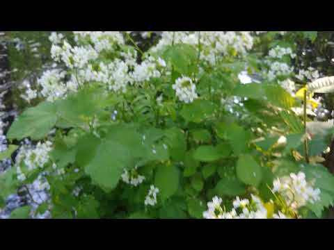 Grondowy las. Zalesie Górne