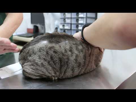 A cat got stranulation wound from a tight collar