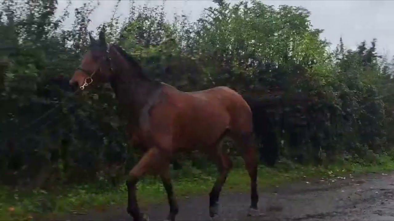 MC Raglan Road (HHS CORNET x SHANNONDALE SARCO) video 3