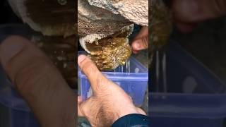 قص خلية عسل بوطويق ما شاء الله #shorts