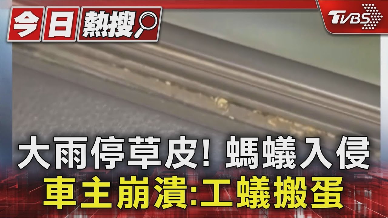 車主崩潰!「螞蟻大軍」入侵愛車 專家:見工蟻搬卵必速處理