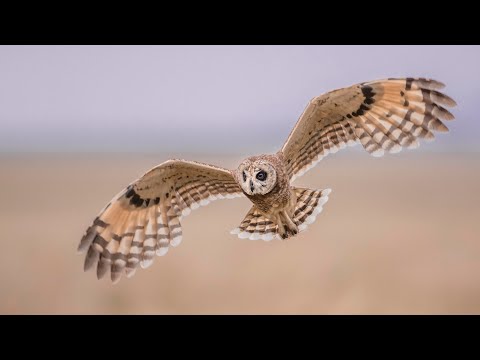 Marsh Owl sighting Mara