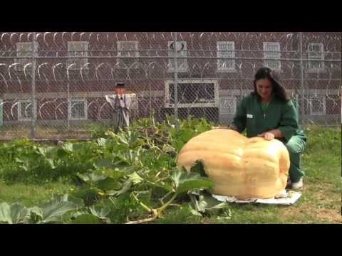 ACI's giant pumpkin: Early release for Miss Demeanor