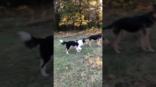 Collie Puppies Videos