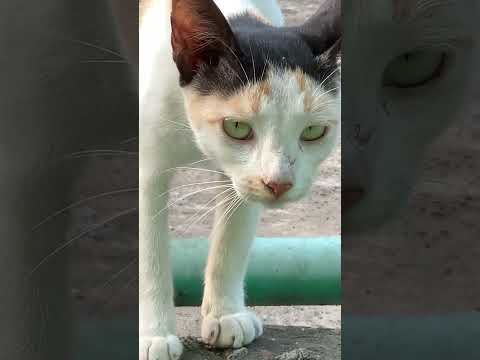 Cat Ramp Walk