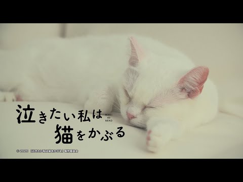 マジ猫編 第一弾「猫の手借りてみた」Presented by 『泣きたい私は猫をかぶる』（6月18日Netflixにて配信スタート！）
