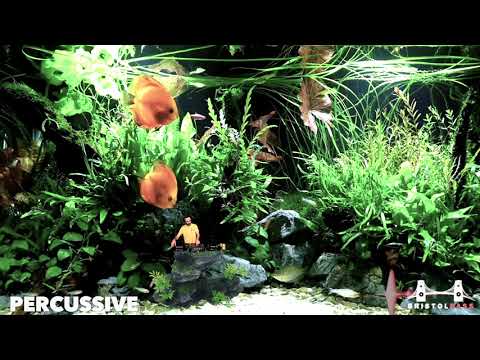 NEW SKOOL JUNGLE  - DJ PERCUSSIVE | 4K | BBL017 | BRISTOL BASS