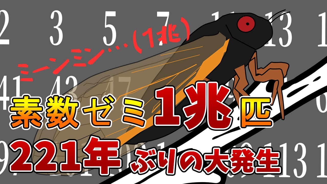 1兆匹の大発生！「素数セミ」の羽化周期が重なり一斉羽化
