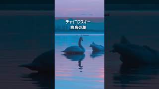 Download lagu チャイコフスキー:白鳥の湖 #Shorts mp3 Download lagu チャイコフスキー:白鳥の湖 #Shorts mp3