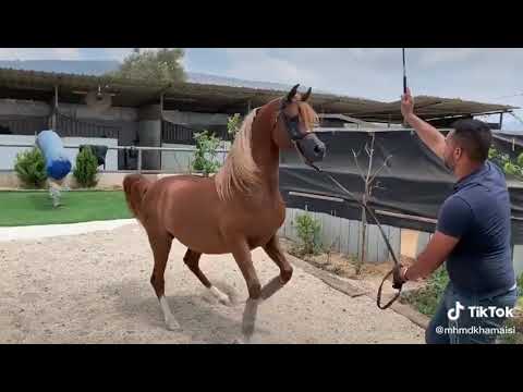 الفحل Evngalos KA ❤❤