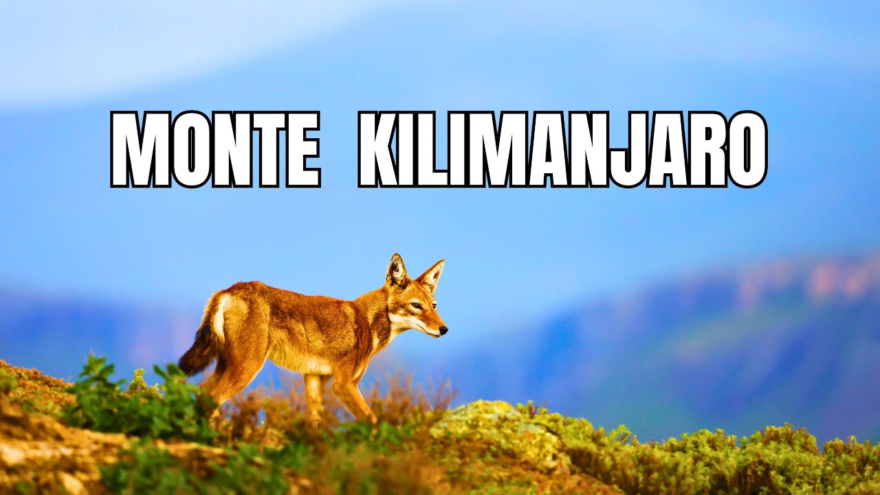 MONTE KILIMANJARO | Espécies que Vivem aos Pés do Gigante - Documentário