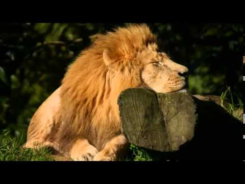 African Wildlife Sounds, Wildlife Noises, Elephant and Lion Sounds, Wilderbeest and Zebra's