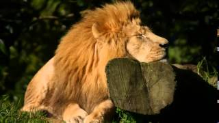 African Wildlife Sounds, Wildlife Noises, Elephant and Lion Sounds, Wilderbeest and Zebra's