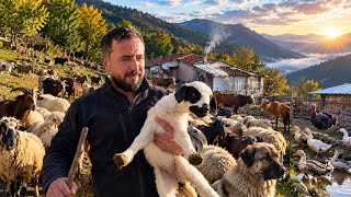 Dağlarda Yaşayan Bir Aile / Dağ Hayatı ASMR #DağHayatı #KırsalHayat #KöyHayatı