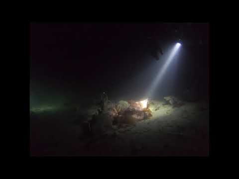 Night dive at Mike’s Beach Resort 11 14 2020