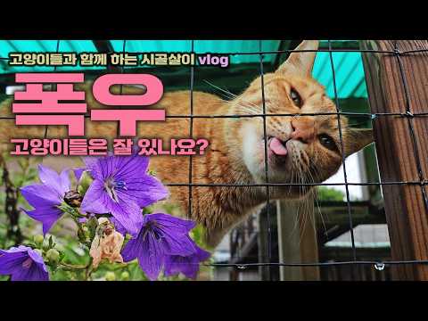폭우에 고양이들은 잘 있나요? / 고양이들과 함께 하는 시골살이