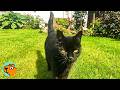 Cat Used For Experiments Sees Grass For The First Time Cuddle Buddies