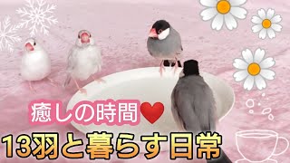 【文鳥】癒しの時間だよ♪鳥カフェ気分でもどうですか？13羽と暮らす日常風景♪