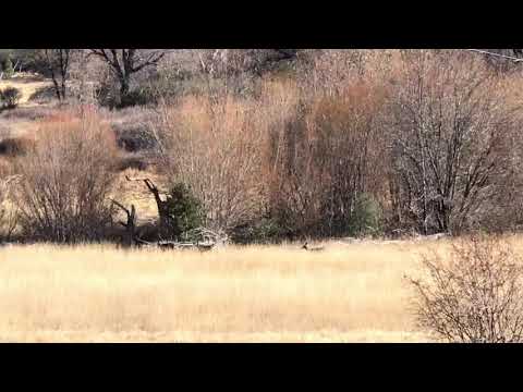 Deer 12/21/2020 Anza Borrego, Lone Pine, Lake Cuyamaca, San Diego, California