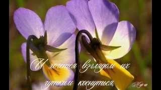 Анютины глазки