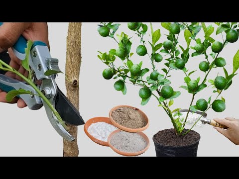 Árbol de limón ¿Cómo tenerlo hermoso y lleno de frutos ? En maceta - Cuidados de una planta de limón