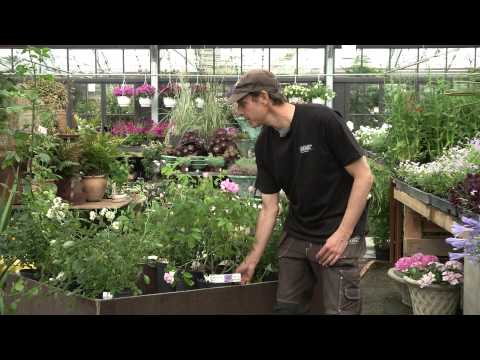 ROSOR PÅ SLOTTSTRÄDGÅRDEN ULRIKSDAL