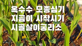 옥수수 이번주가 첫 모종심기