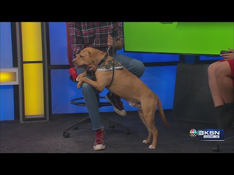 Pet Project: Jose Junior up for adoption at Kansas Humane Society - YouTube