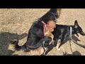 German Shepherd Dog Mating