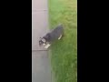 French Bulldog dogs for sale: Callie - Video 1