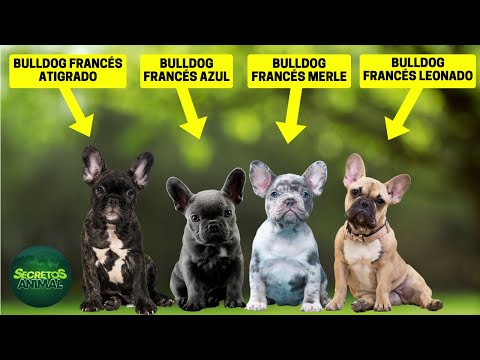 14 Different Types of French Bulldogs