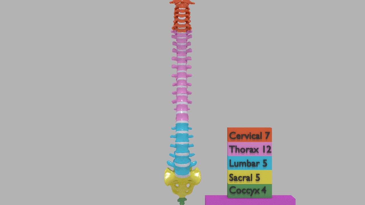 척추뼈 척추 색상 표시 3D 모델