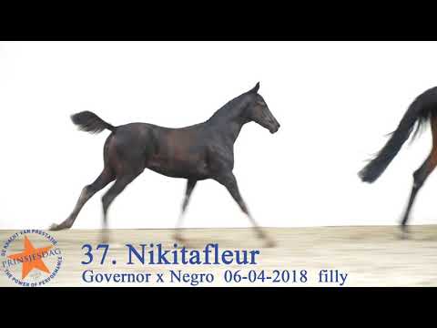 37 Nikitafleur v. Governor x Negro www.prinjesdag.eu