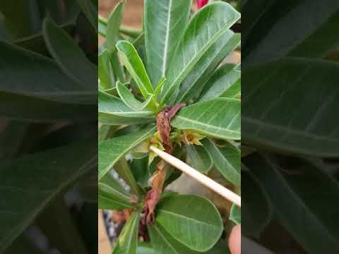 Pollination: the sign that it worked!