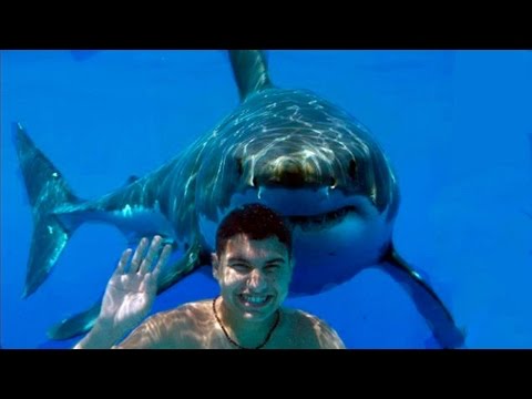 Horrific Shark Encounters Caught On GoPro
