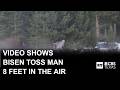 Video Shows Bison Toss Man 8 Feet In The Air At Yellowstone National Park