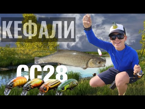 Риболов на кефал с CC28 - Счупен връх, трудни риби, но примамката работи безотказно!