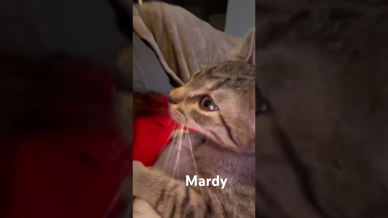 Mardy, a Adoptable Domestic Short Hair in Mobile, AL video 6/6