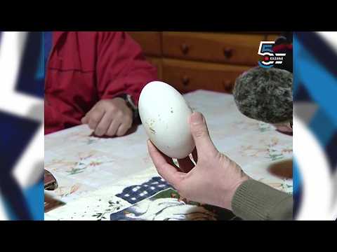 JUJ čudo u Melencima - celo jaje u jajetu od 405 grama