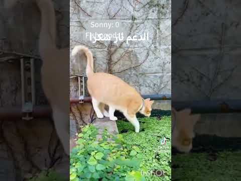 كل يوم فيديو الساعه 7 ليلا  #تحشيش