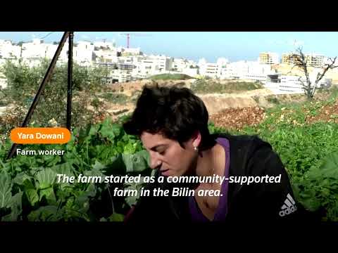 ヨルダン川西岸のコミュニティ農場 (A community farm in the West Bank)