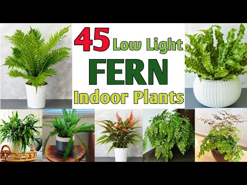 45 Low Light Fern Plants | Indoor Fern Plant varieties | Plant and Planting
