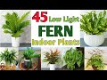 45 Low Light Fern Plants | Indoor Fern Plant varieties | Plant and Planting